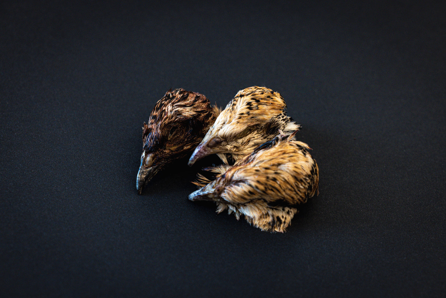 Quail heads